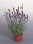 Seminte profesionale  Lavandula angustifolia - Levantica - imagine 49455